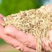 2024 Turfgrass Industry Fall Seed Market Report